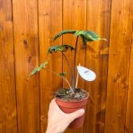 Alokázia (Alocasia tandurusa) ´JACKLYN´ - výška 20-25 cm, kont. C1,5L